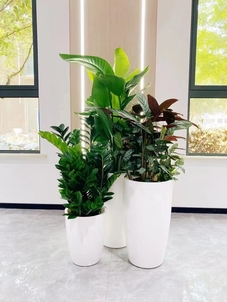 宁波余姚植物出租哪家好