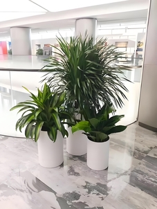 租花木就选奉化公司,品质服务有保障><div class=